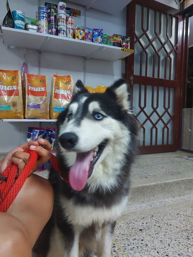 Clinica Veterinaria Animal World