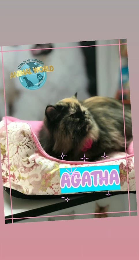 Clinica Veterinaria Animal World — foto