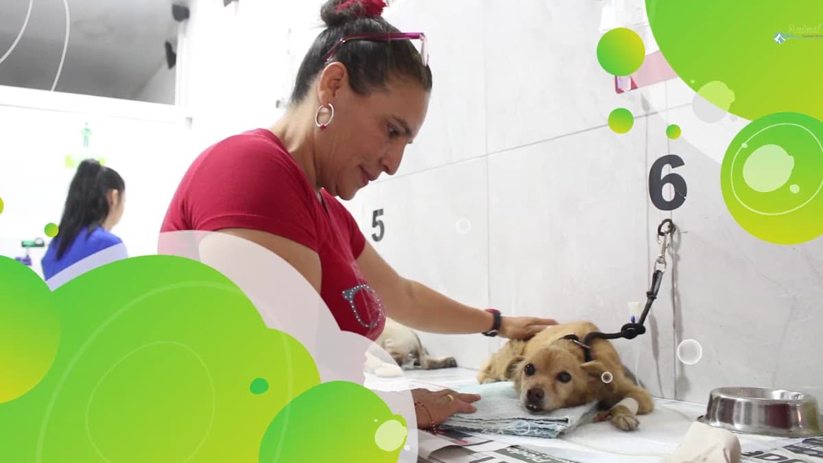 Animal Vet Centro Veterinario