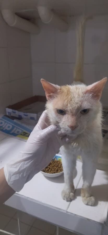 Clínica Veterinaria Puchi Vet — foto