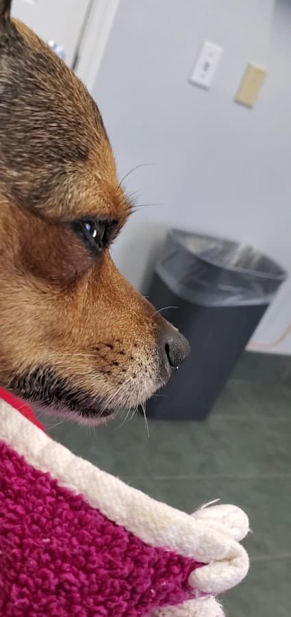 Miami Veterinary Specialists — foto
