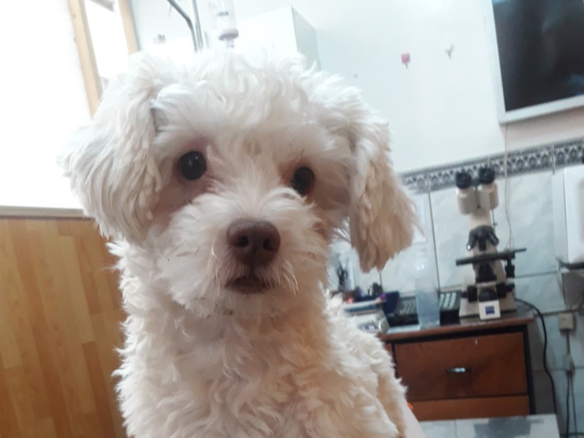 Veterinaria La Unica - El Tambo — foto