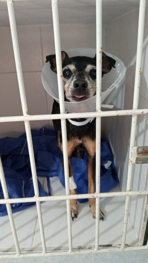 BOSTON VET