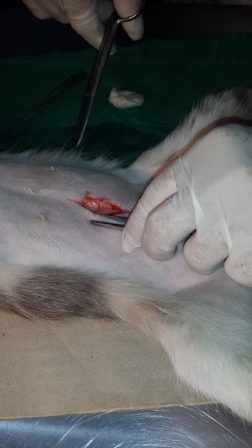 ARDOCAN VETERINARIA 24 Horas DR. ARTURO MOREIRA — foto
