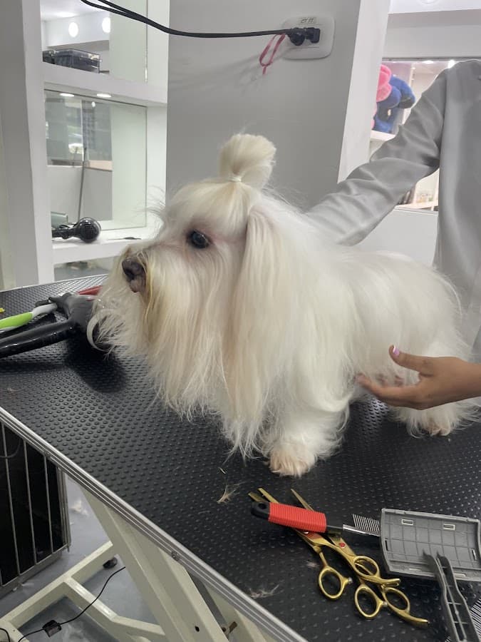 Mascotas Bocagrande Centro de Especialistas — foto