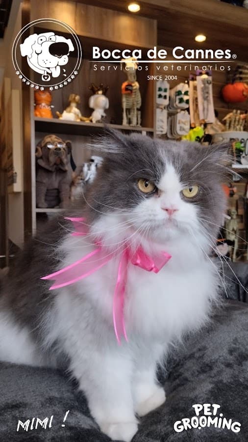 BOCCA DE CANNES SERVICIOS VETERINARIOS