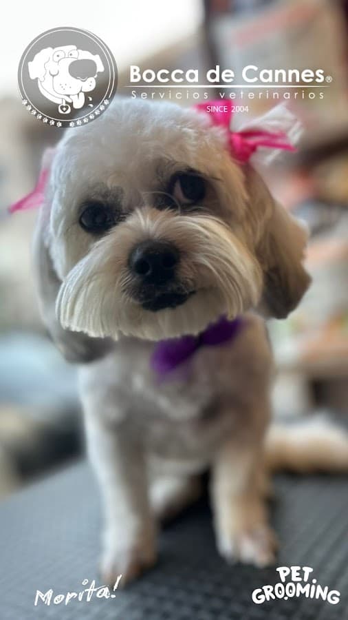 BOCCA DE CANNES SERVICIOS VETERINARIOS — foto