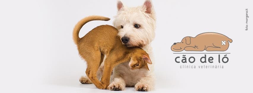 Cão De Ló Clínica Veterinária
