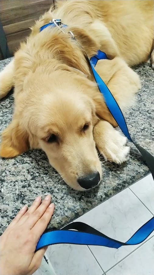 Cão De Ló Clínica Veterinária — foto
