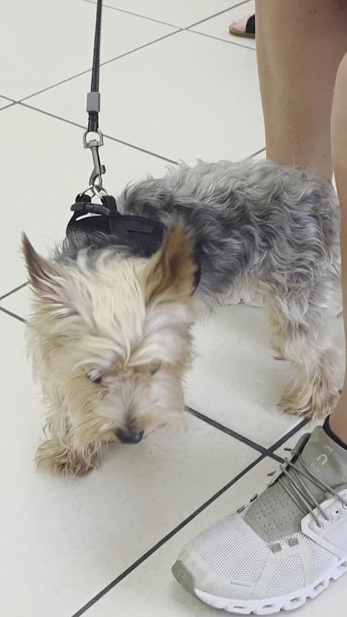 Miami Pet Clinic — foto