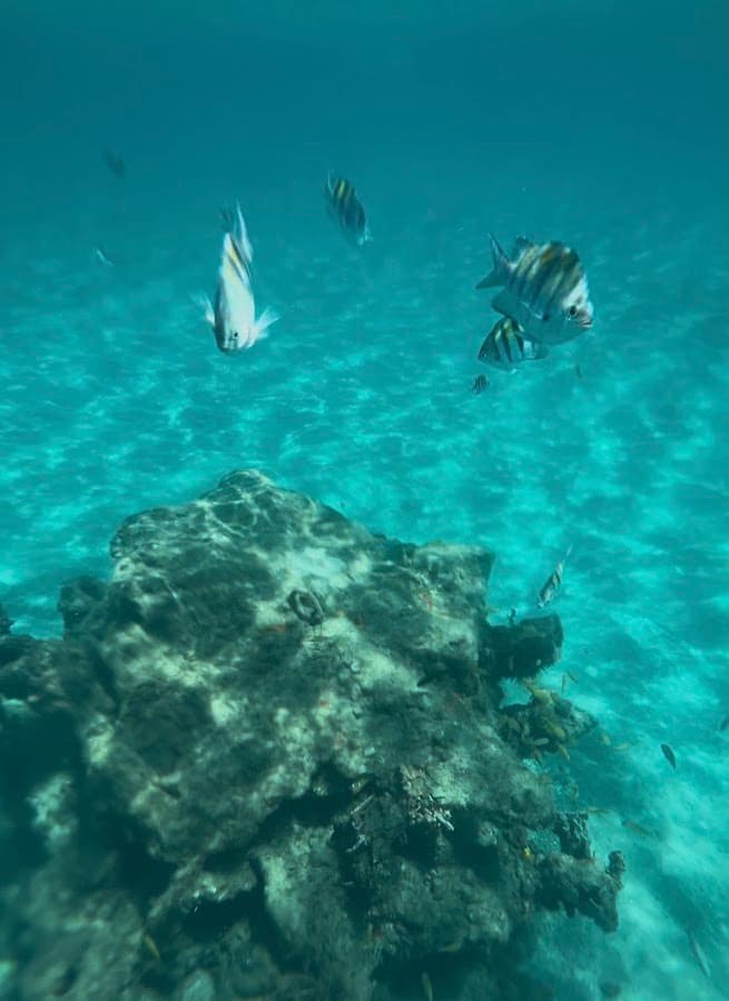 Snorkel South Florida