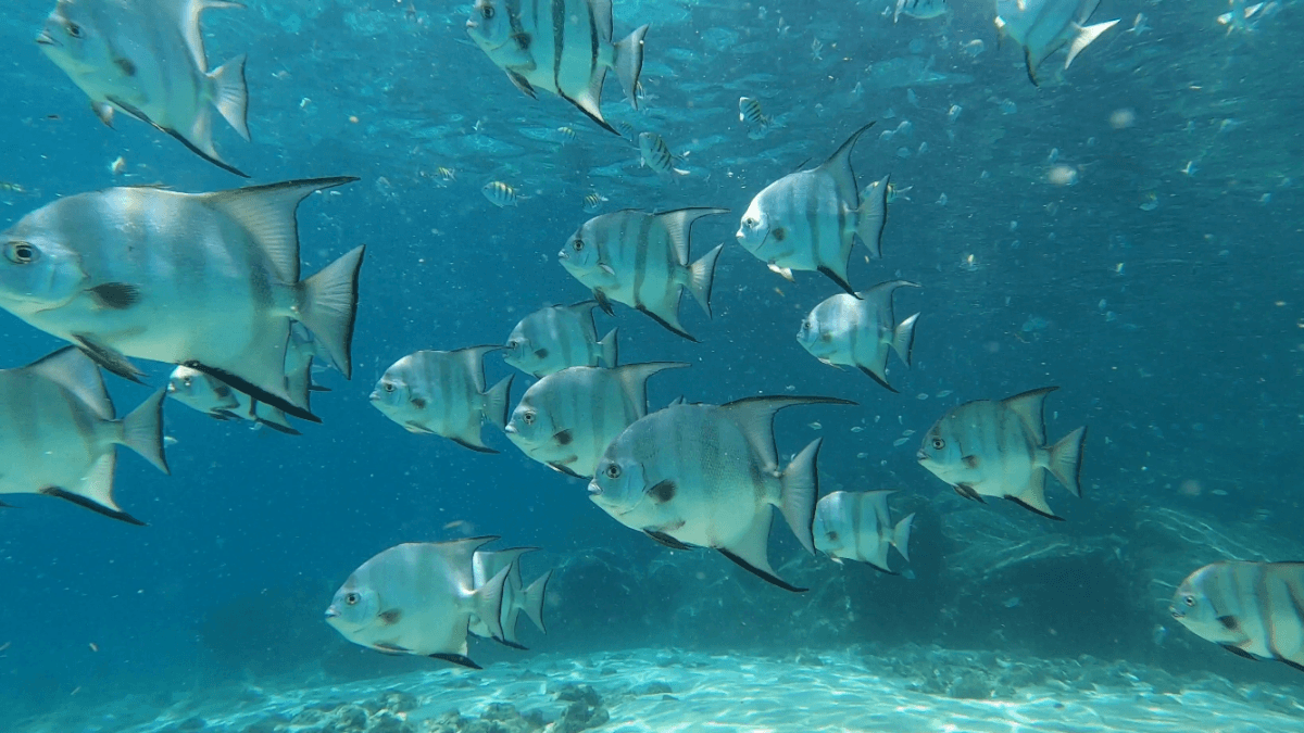 Snorkel South Florida — foto