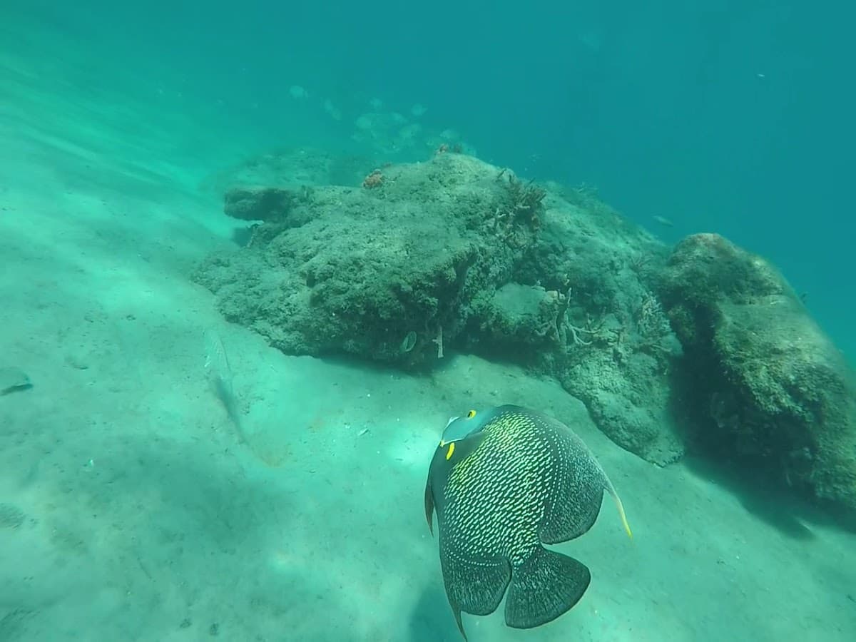 Snorkel South Florida — foto