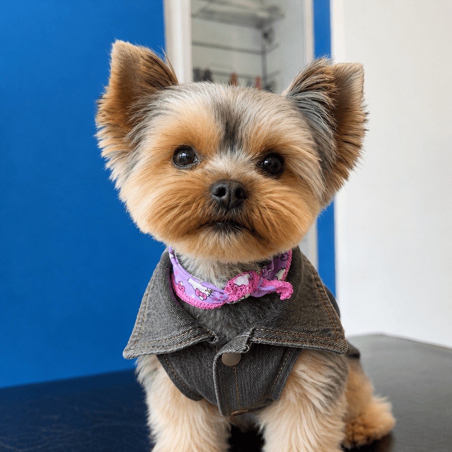 Betel Clínica de Especialidades Veterinarias SAS — foto