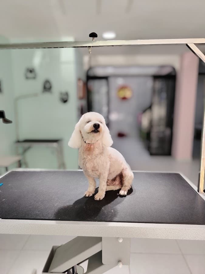 Tango Pets Spa | Peluquería Canina y Felina en Ibagué — foto