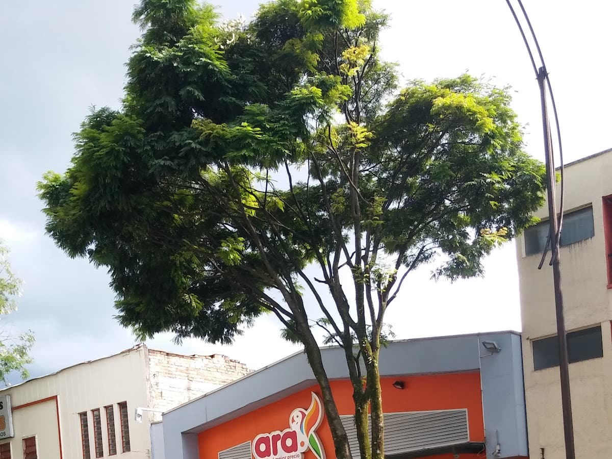 Tiendas ara Primero de Febrero — foto