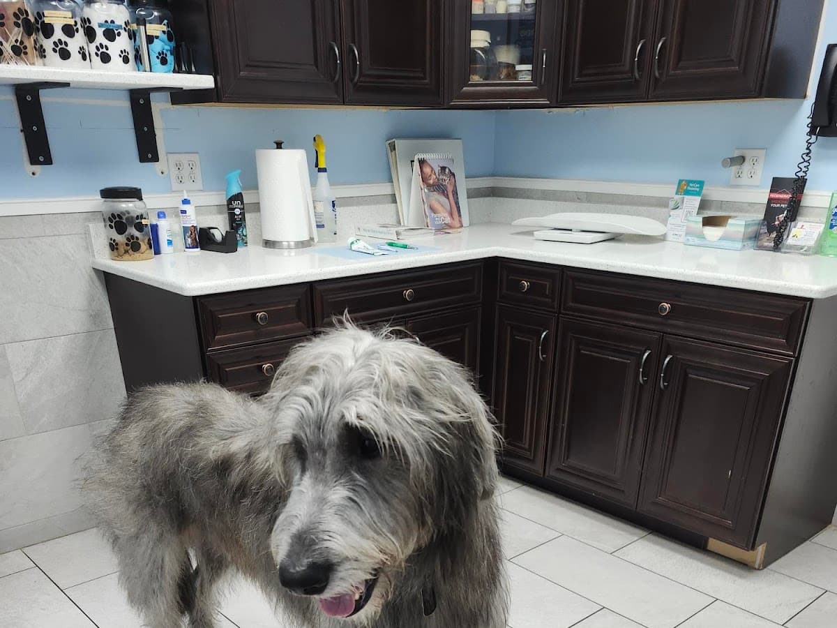 Mandarin Pet Emergency Hospital — foto