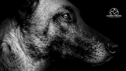 Caninos y Felinos Hospital Veterinario — foto