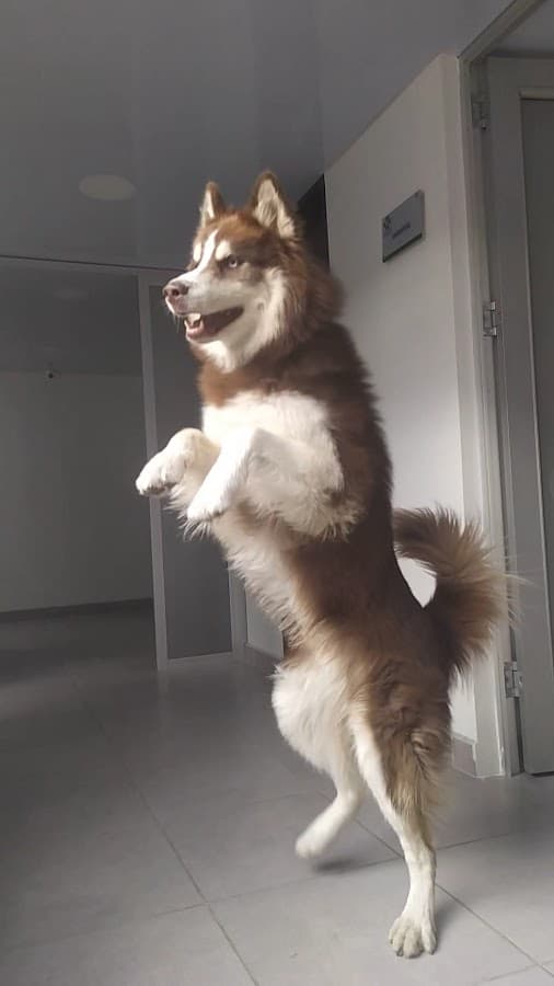 Veterinaria — foto