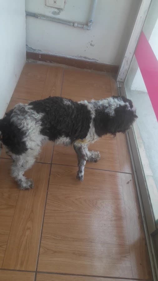 Zoomat Veterinary — foto
