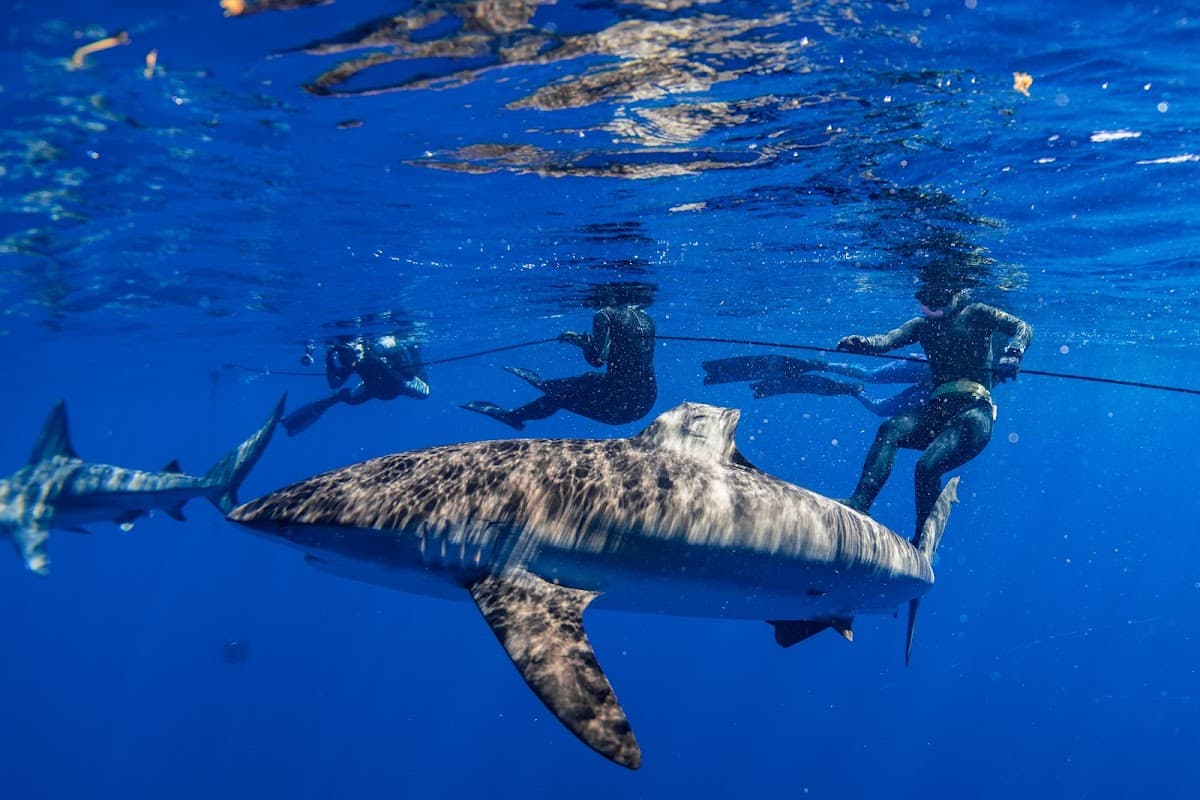 Shark Tours Florida