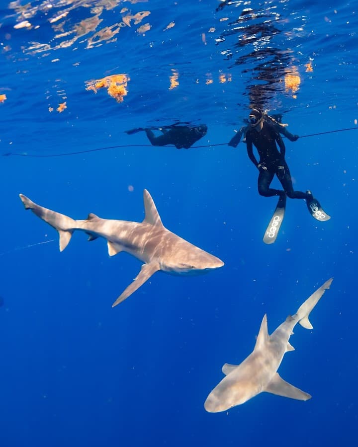 Shark Tours Florida — foto