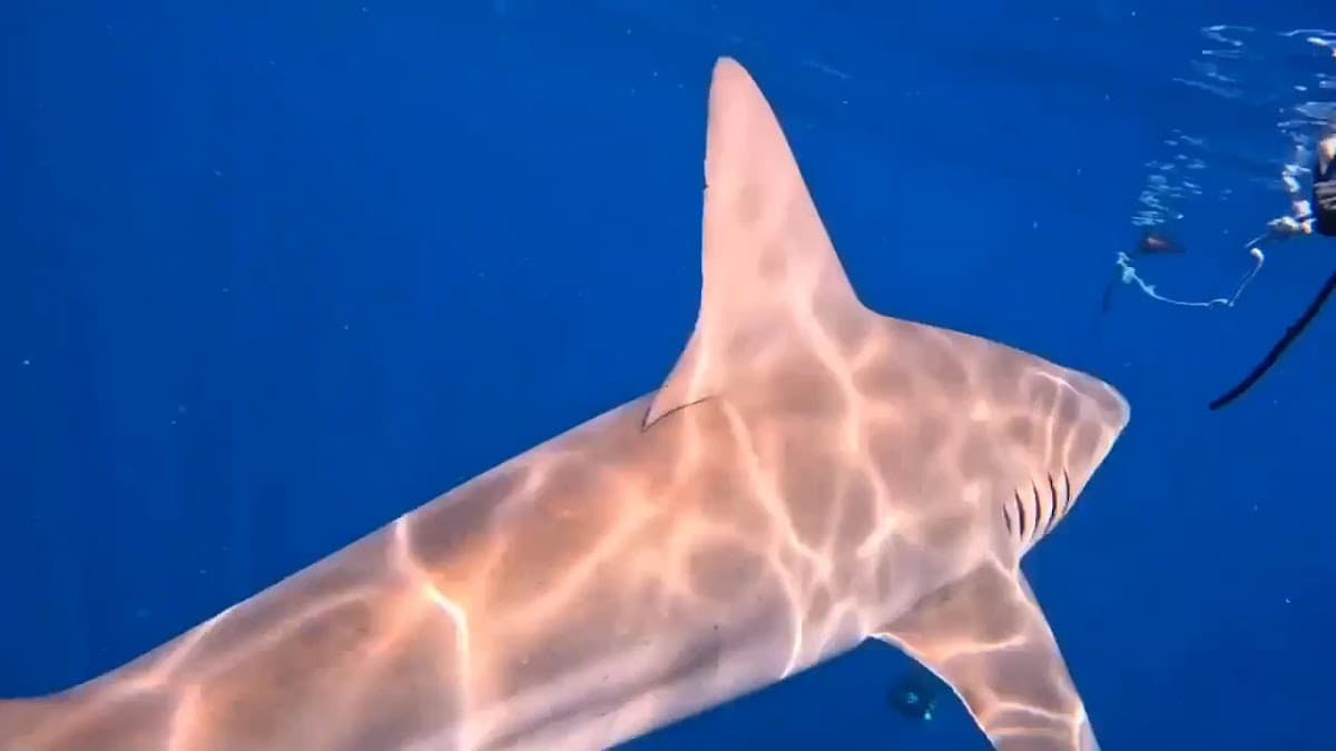 Shark Tours Florida — foto