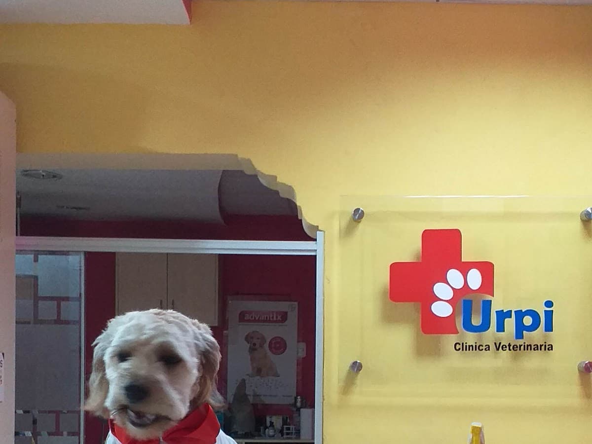 Urpi Clínica Veterinaria