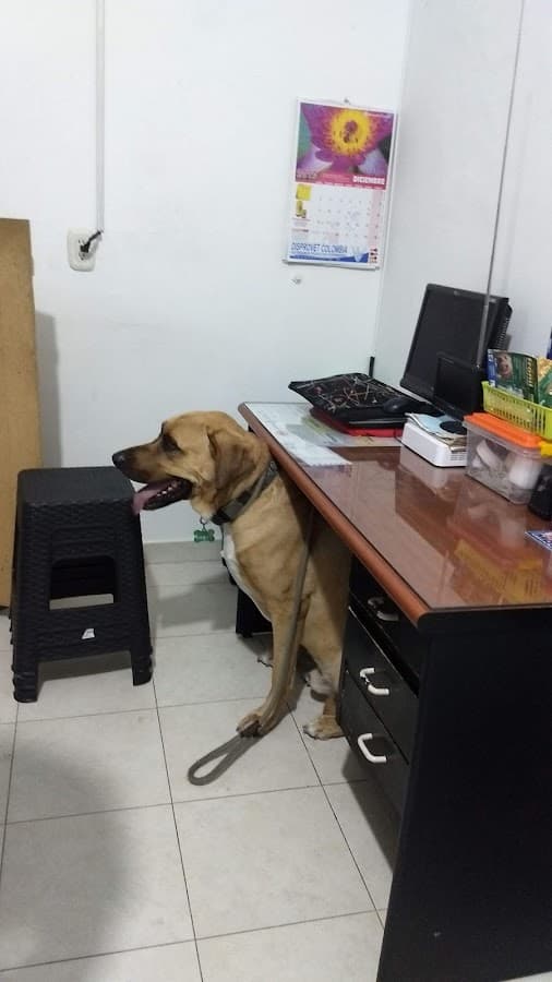 Animalia Veterinaria ➡️ Consultorio Veterinario Ibagué — foto