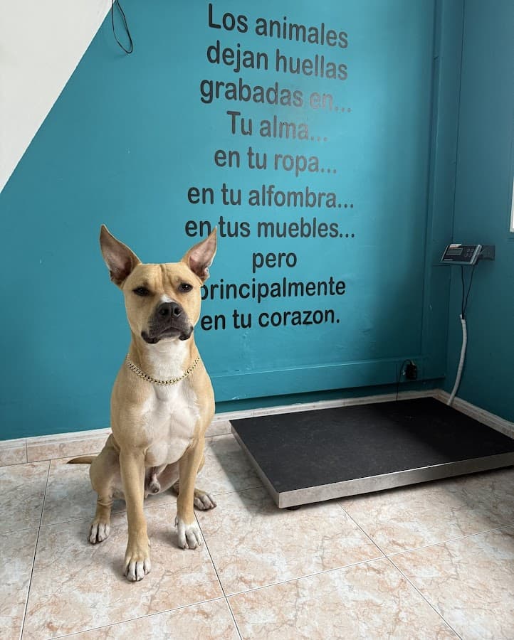 Veterinaria Pet Company — foto