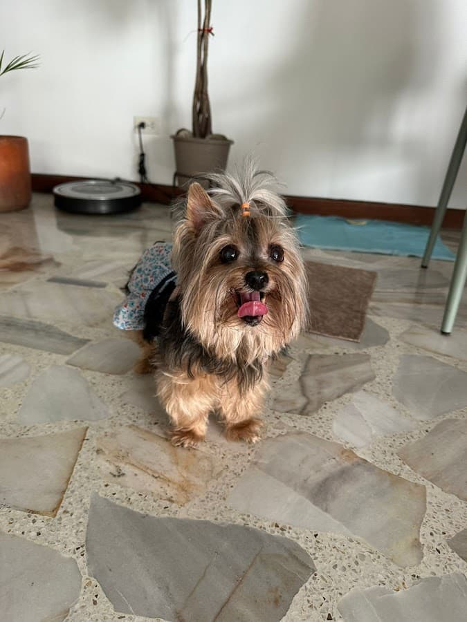 Pets & Pets Colseguros (antes Dogspital) — foto