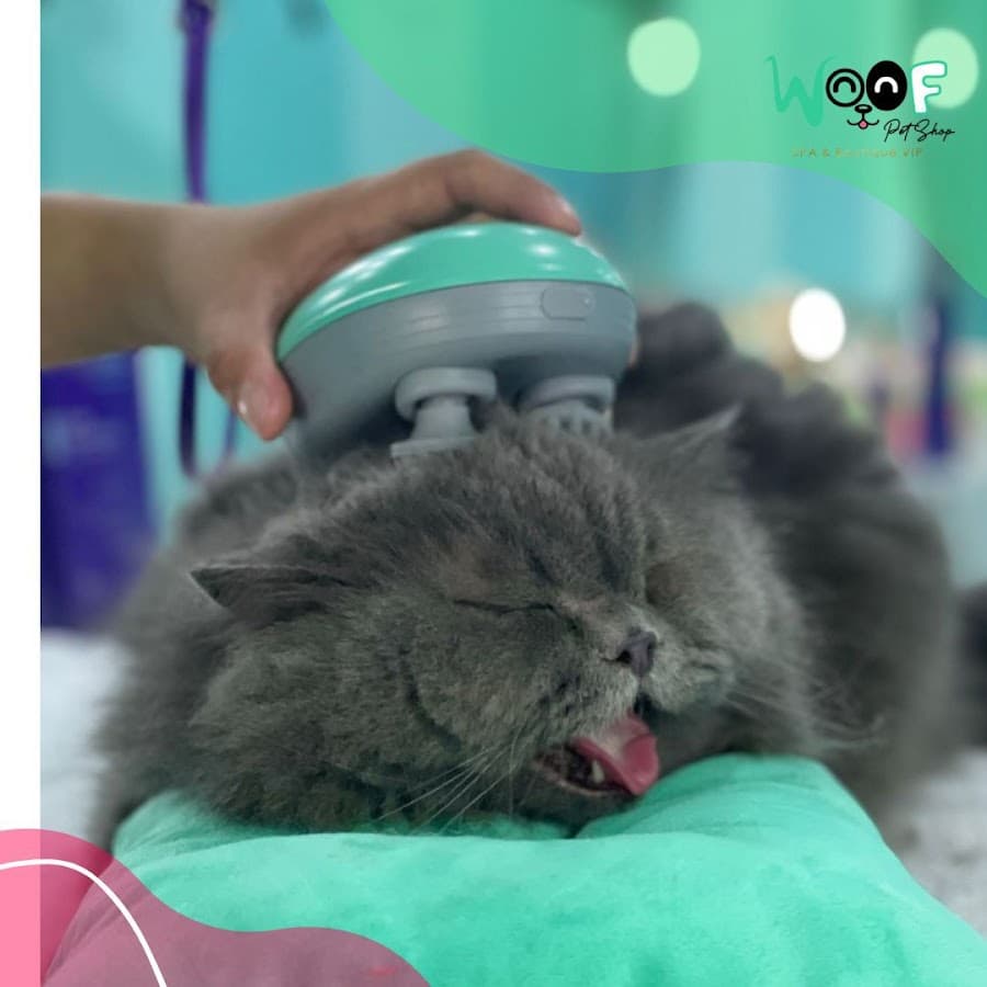 WOOF SPA & BOUTIQUE — foto
