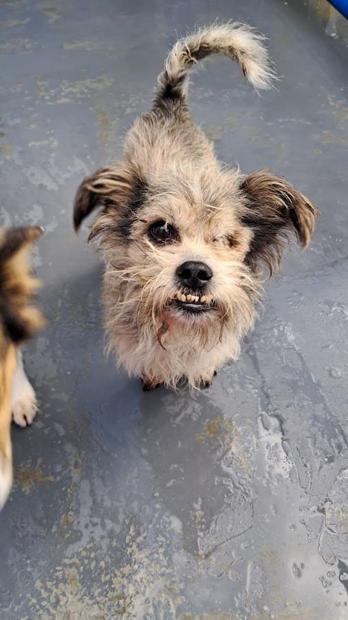 DABA - Itapema - Departamento de Assistência e Bem-Estar Animal — foto