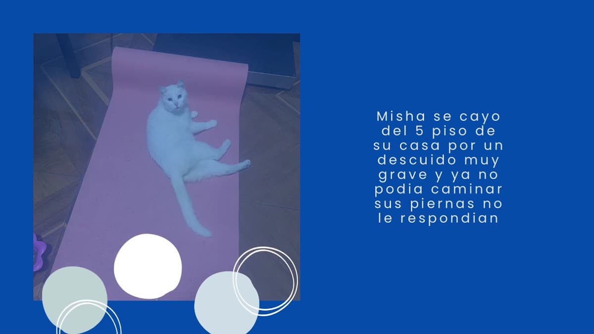 Veterinaria Kusi Wasi — foto