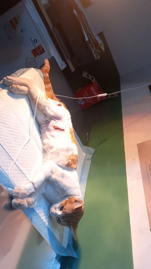 ServipetSalud- Urgencias Veterinarias 24h — foto
