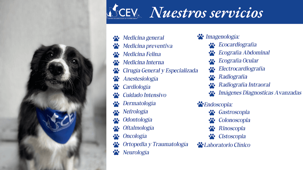 CEV Centro de Especialistas Mascotas — foto