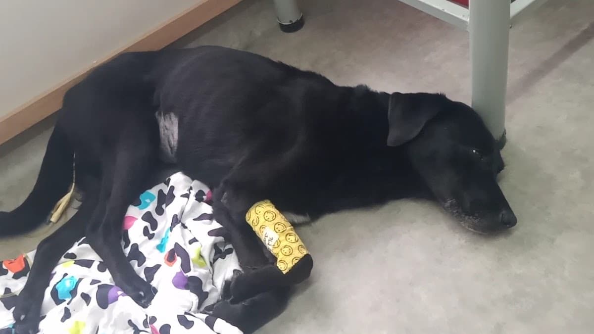 CEV Centro de Especialistas Mascotas — foto