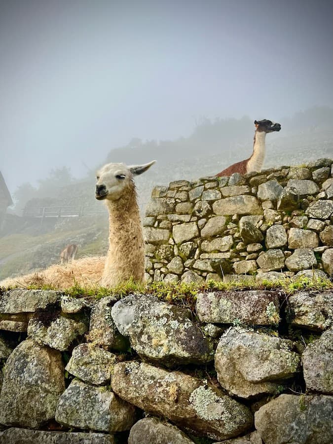 Cusco Tour Agency - Tours in Cusco and Machu Picchu — foto