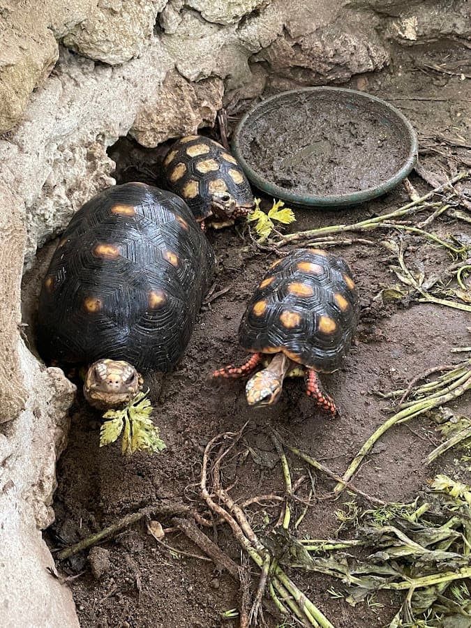 Parque Temático Vivarium del Caribe — foto