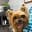 DogtorVet Caracas