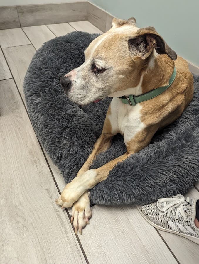 Birch Island Veterinary Center — foto