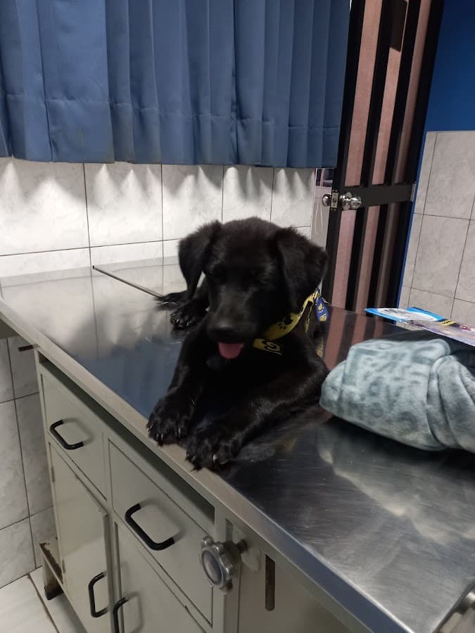 PETS PARK Clínica Veterinaria - Chiclayo — foto