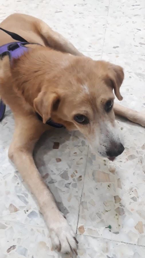 Hospital Veterinario San Bernardo — foto