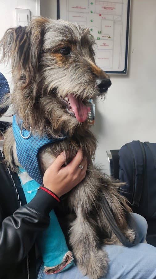 Central de Urgencias Veterinarias — foto