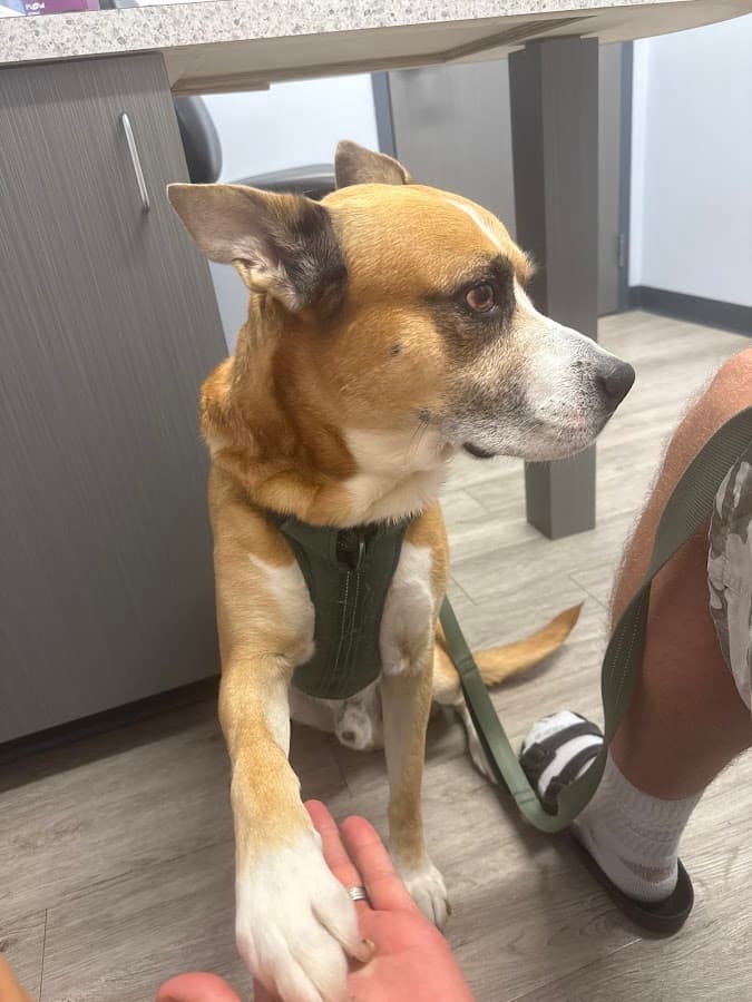 South Federal Animal Hospital — foto