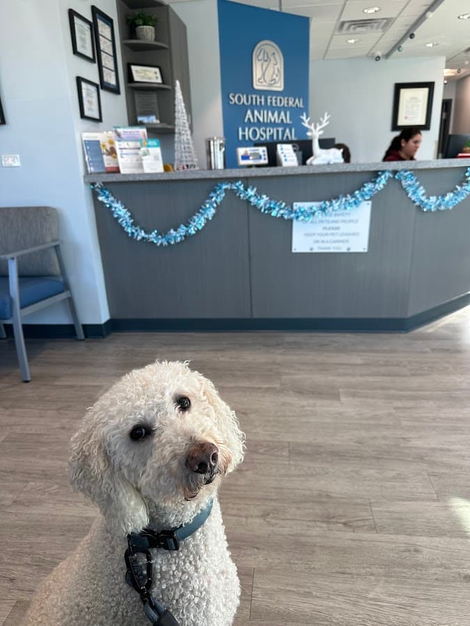 South Federal Animal Hospital — foto