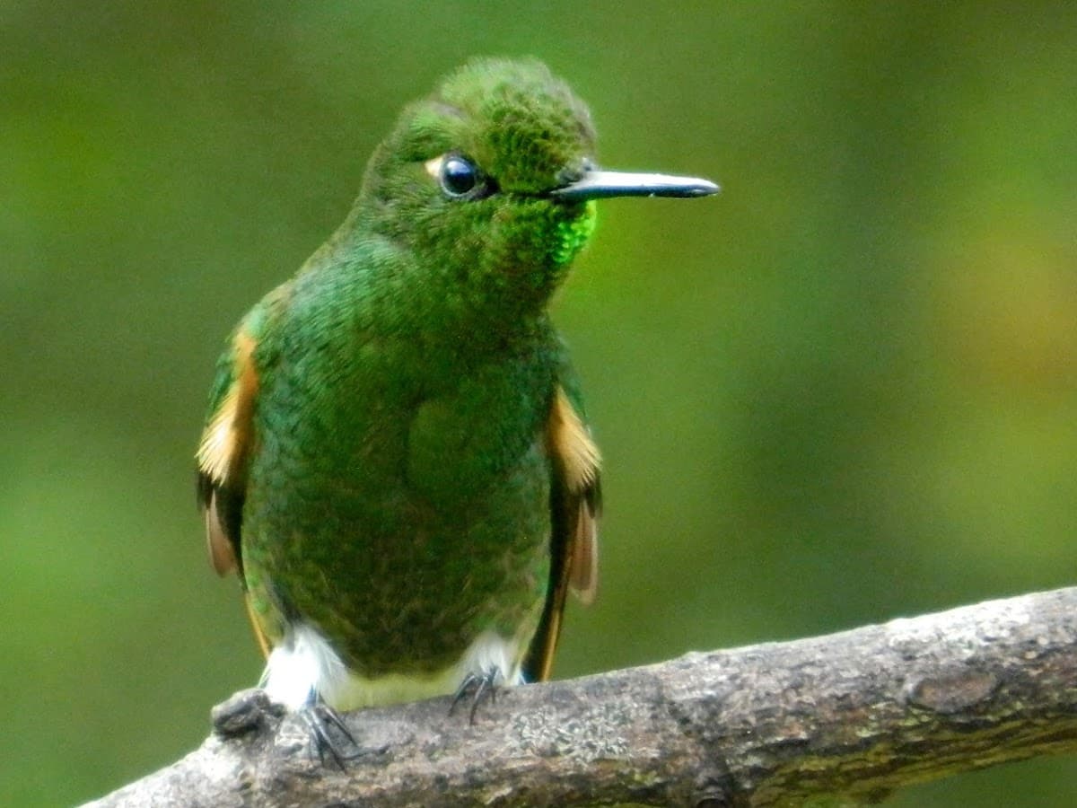 Tolima BioDiversa Expediciones