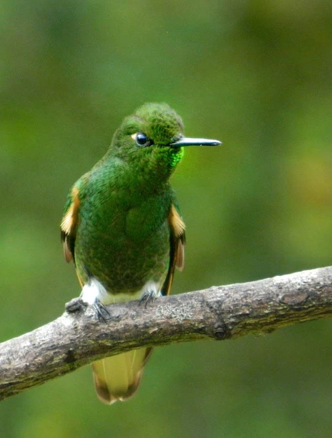 Tolima BioDiversa Expediciones — foto