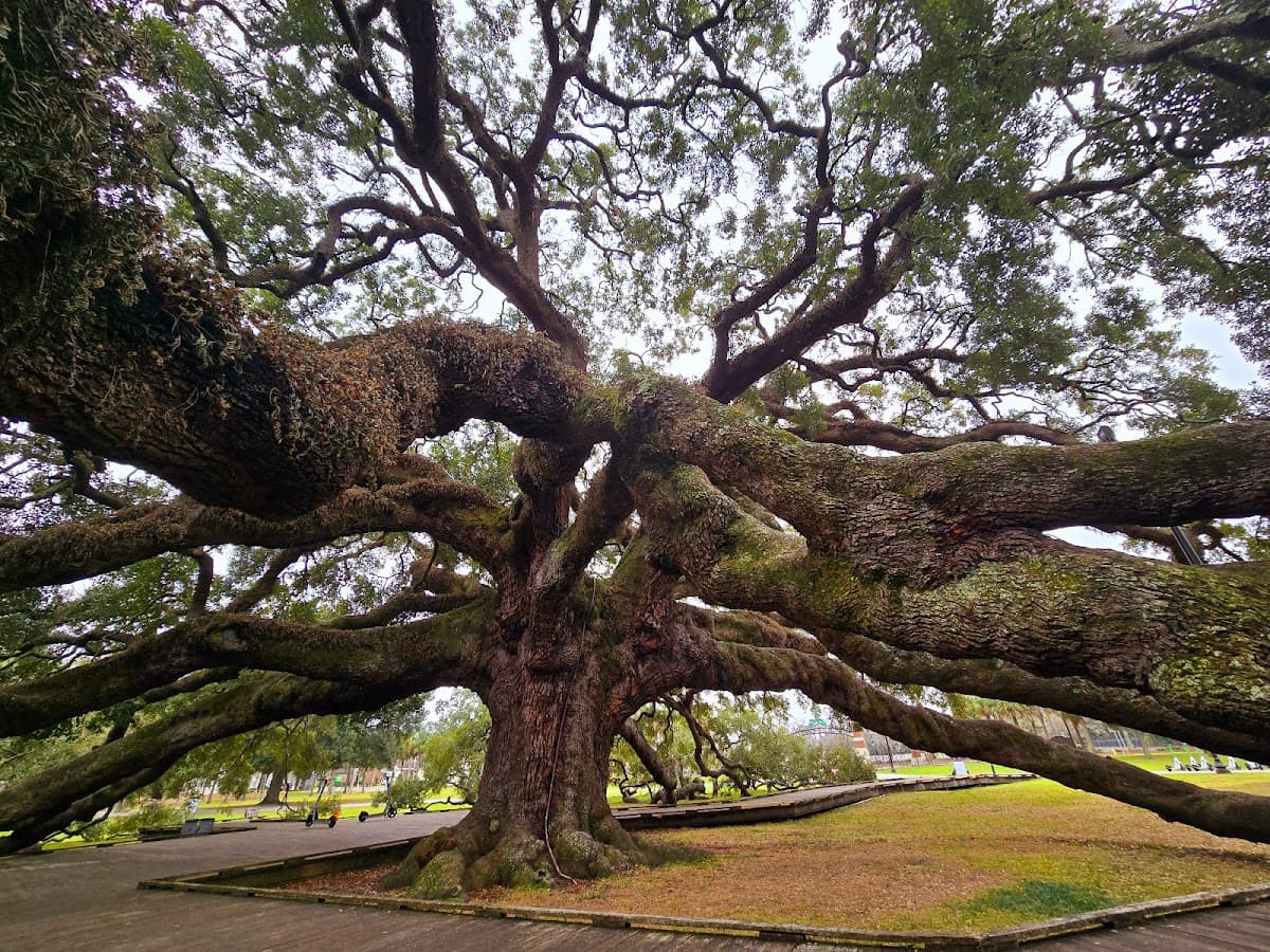 Treaty Oak — foto