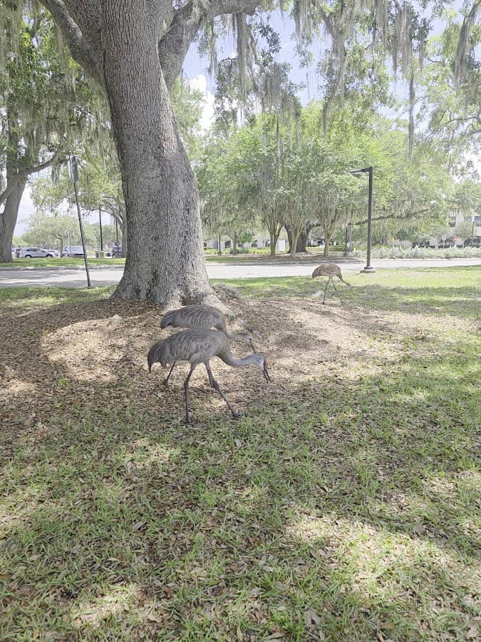 Valencia College Osceola Campus — foto